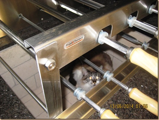 2014 - 06 - Gata Neve 2