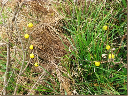 2014 - 06 - Mata Cavalo na Serra do Mar