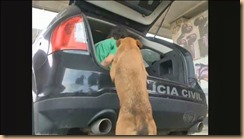 cão-floripa-texto-199