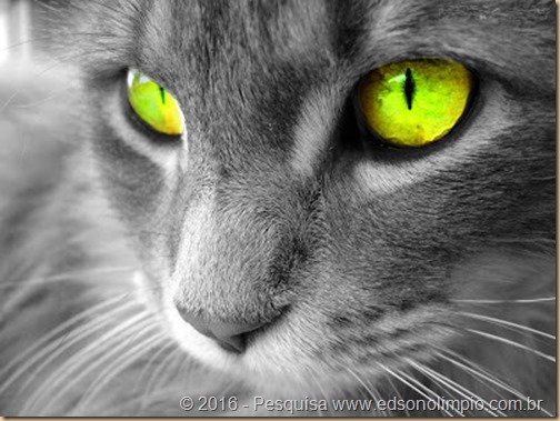meuamigogato.blogspot.com CAT'S EYES
