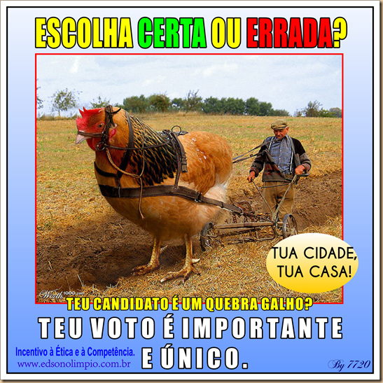P4 - Eleições - galinha lavrando - 2016-08