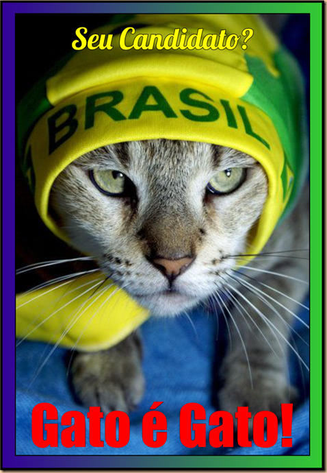 P15 - Gato é Gato - 2018