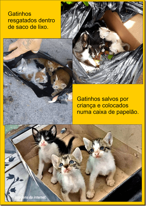 Gatinhos abandonados - 2021.08